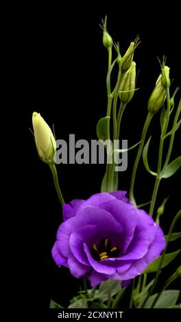 Ein verzweigter Stamm aus dunkelviolettem Lisianthus, isoliert auf schwarz Hintergrund Stockfoto