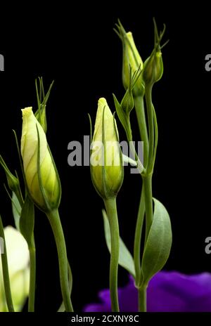 Ein verzweigter Stamm aus dunkelviolettem Lisianthus, isoliert auf schwarz Hintergrund Stockfoto