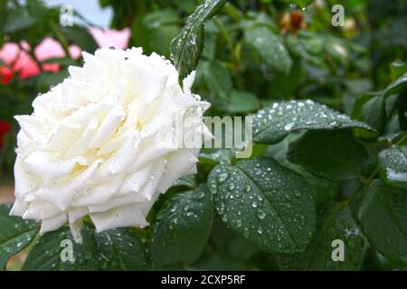 Weiße Rose Tropfen auf Garten, Nahaufnahme Makro Stockfoto