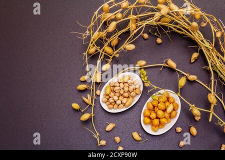 Trockene und gekochte Kichererbsen in Keramikschüsseln und eigene Äste auf Steinbeton-Hintergrund. Traditionelle Zutat zum Kochen Hummus. Mittlere Ostern Stockfoto