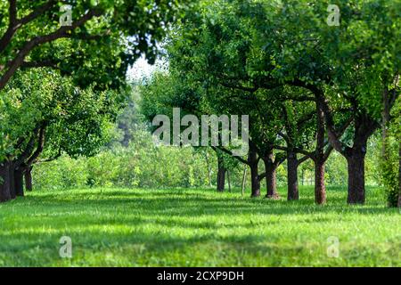 Grüner Obstgarten mit Birnenbäumen, die in Reihen wachsen Stockfoto