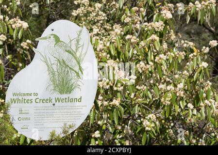 White's Creek Wetland leitet Sturmwasser in einheimische Pflanzen ab Teiche, die überschüssigen Stickstoff fangen und bieten einen Lebensraum für Einheimische Wildtiere Stockfoto