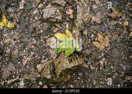 Gefallene Blätter von gelb-grüner Farbe auf großen Kopfsteinpflaster auf dem Boden. Stockfoto