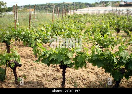 Reben Blätter im Herbst Nahaufnahme Makro Stockfoto