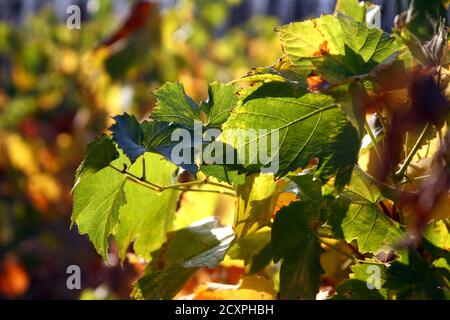 Reben Blätter im Herbst Nahaufnahme Makro Stockfoto