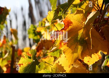 Reben Blätter im Herbst Nahaufnahme Makro Stockfoto