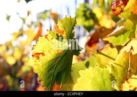 Reben Blätter im Herbst Nahaufnahme Makro Stockfoto