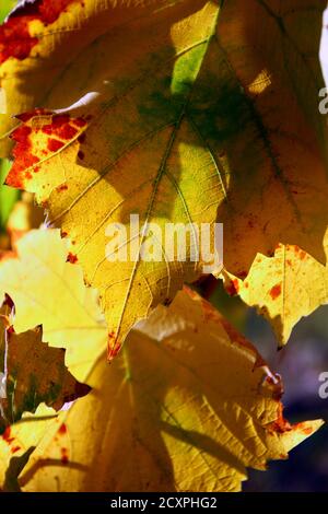 Reben Blätter im Herbst Nahaufnahme Makro Stockfoto