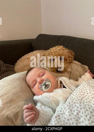 Kleinkind Baby schlafen mit Dummy im Mund, die sorgfältig von Familie Haustier Hund in der Nähe beobachtet. Hochformat. Stockfoto