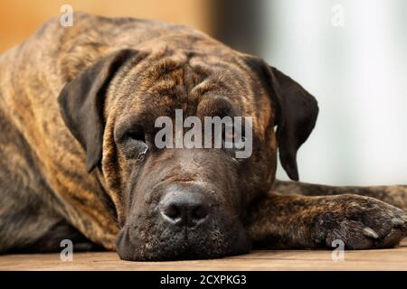 Erwachsene großen braunen Haushund Ruhe mit einem Auge geöffnet. Lager Stockfoto