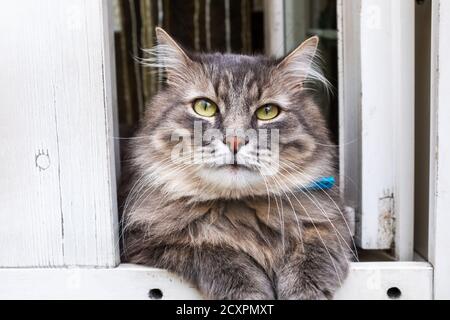 Eine Katze, die auf einer Holztür sitzt Stockfoto