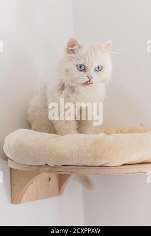 Weiße perserkatze sitzt an verschiedenen Orten und spielt Stockfoto