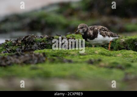 Turnstone Spaziergang durch den Regen auf den Felsen am New Brighton Beach, Wirral, Merseyside, Großbritannien Stockfoto