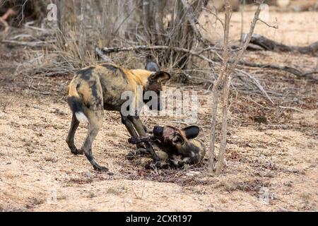 Ein Paar afrikanischer Wildhunde, auch bekannt als gemalter Wolf, im Busch des Krüger National Park, Südafrika. Dieses Packtier ist jetzt und enlange Stockfoto