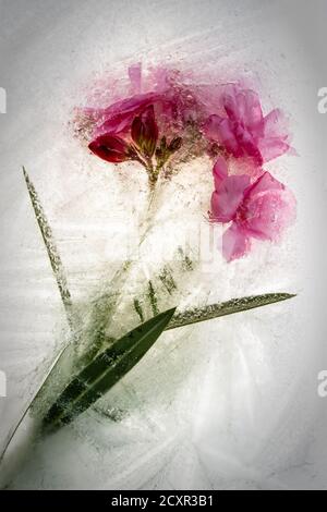 Gefrorene Blüten im Eis Stockfoto