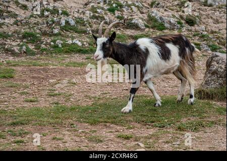 Wilde britische primitive Feral Ziege in den Mendip Hills, Somerset Stockfoto