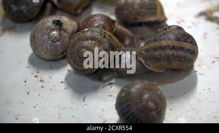 Schneckenfarm, wachsende Schnecken, Schnecken aus der Nähe. Schnecke klettert auf eine andere Schneckenmuschel Zeitlupe. Stockfoto