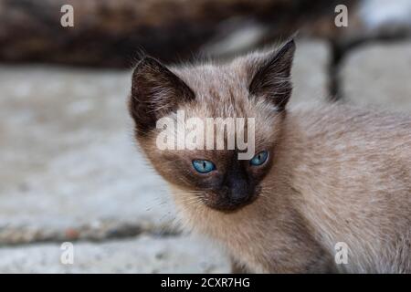 Nahaufnahme von verspielten kleinen Katzen, kleinen braunen Kätzchen mit schönen blauen Augen, Stockfoto