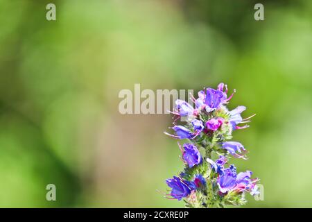 Blaue melliferous Blumen - Blaublüten (Echium vulgare). Viper bugloss ist eine Heilpflanze. Makro. Stockfoto