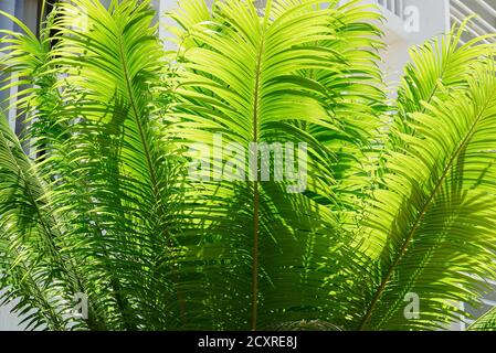 Nahaufnahme von großen grünen Blättern einer cycas rumphii Pflanze gegen starkes Sonnenlicht, gesehen auf den Philippinen, Asien Stockfoto