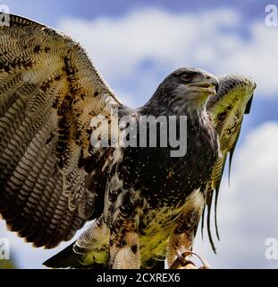 Black-Chested Buzzard-Eagle Umfragen seine Domain zum Bird Rescue Center in Ecuador Stockfoto