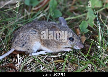 Wood Mouse, Apodemus sylvaticus, alias Long-Tailed Field Mouse, Common Field Mouse oder European Wood Mouse Stockfoto