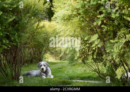 Hund ruht im Gras zwischen Büschen Stockfoto