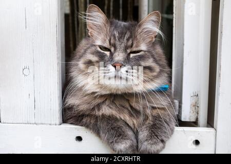 Eine Katze, die auf einer Holztür sitzt Stockfoto