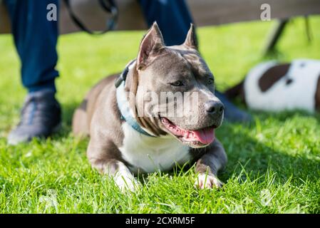 Cute Blue Hair American Staffordshire Terrier Hund Stockfoto