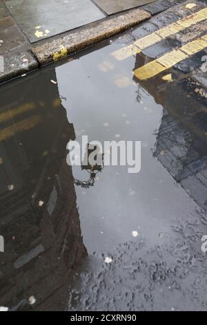 AA Pfütze mit einem Pub-Schild spiegelt sich darin mit Doppelte gelbe Linien auf einer Strecke der Straße in der Hinter den Straßen der Soho-Gegend im Londoner West End Ein Stockfoto