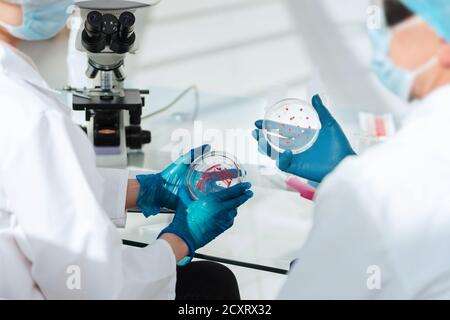 Mikrobiologie Wissenschaftler diskutieren die Ergebnisse ihrer Forschung . Stockfoto