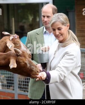 Der Graf und die Gräfin von Wessex füttern Ziegen bei einem Besuch auf der Vauxhall City Farm in London, um das Engagement und die Bildungsprogramme der Farm in Aktion zu sehen, da die Farm den Beginn des Black History Month markiert. Stockfoto