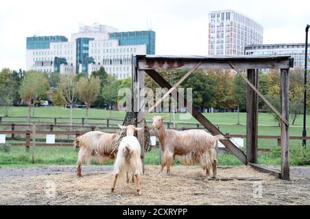 Ziegen auf der Vauxhall City Farm mit der Londoner Skyline im Hintergrund vor dem Besuch des Earl and Gräfin von Wessex. Stockfoto