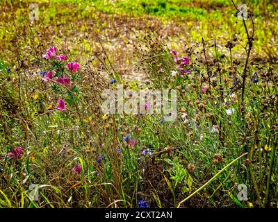 Natürliche Wildblumen auf einem Feld in Dänemark Stockfoto