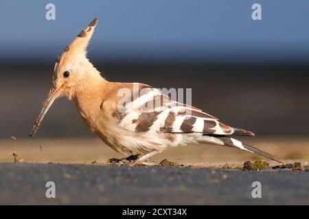 Seltener Besuch eines Eurasischen Wiedehopfes (Upupidae) in Collingham In der Nähe von Wetherby in Yorkshire Stockfoto