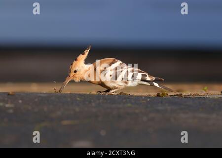 Seltener Besuch eines Eurasischen Wiedehopfes (Upupidae) in Collingham In der Nähe von Wetherby in Yorkshire Stockfoto