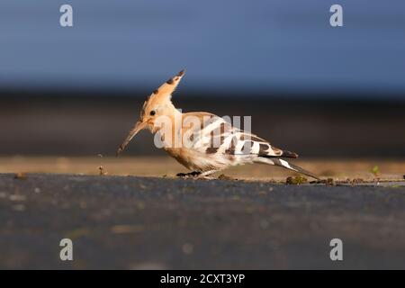 Seltener Besuch eines Eurasischen Wiedehopfes (Upupidae) in Collingham In der Nähe von Wetherby in Yorkshire Stockfoto