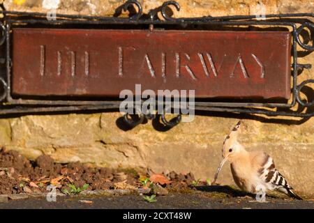 Seltener Besuch eines Eurasischen Wiedehopfes (Upupidae) in Collingham In der Nähe von Wetherby in Yorkshire Stockfoto