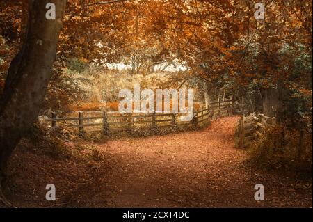 ALLT YR YN NATURSCHUTZGEBIET, NEWPORT Stockfoto