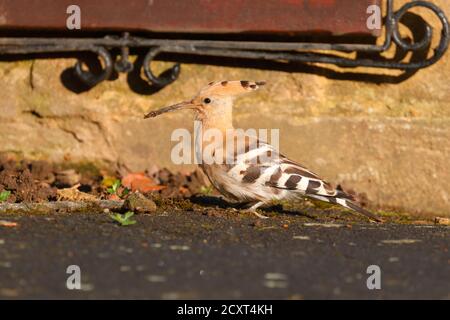 Seltener Besuch eines Eurasischen Wiedehopfes (Upupidae) in Collingham In der Nähe von Wetherby in Yorkshire Stockfoto