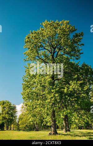 Hohe Eichen Mit Blättern Des Jungen Frühlings. Spring Woods Im Laubwaldpark. Wunderschöne Natur Stockfoto