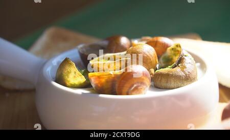 Schneckenfarm, wachsende Schnecken, Schnecken aus der Nähe. Schnecke klettert auf eine andere Schneckenmuschel Zeitlupe. Biologische Weichtiere Stockfoto