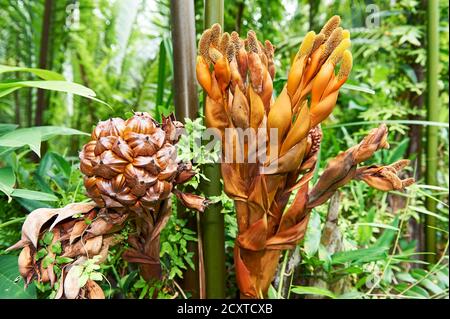 Nahaufnahme von farbenfrohen Nipa-Palmenblüten in einem Mangrovengebiet im nördlichen Palawan, Philippinen, Asien Stockfoto