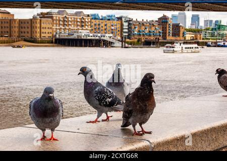 Tauben Tauben Vögel sitzen auf dem Geländer der Themse Flusspromenade in London Stockfoto