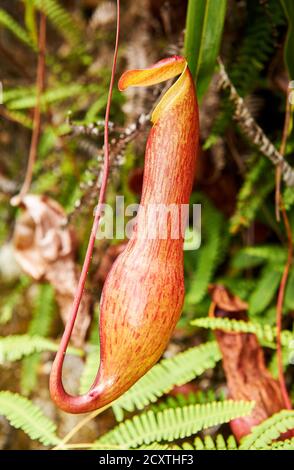 Detailansicht einer rot gefärbten Krug-Pflanze, die in Bodennähe hängt, fotografiert in der Nähe von Port Barton, Northern Palawan, Philippinen, Asien Stockfoto