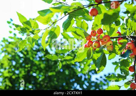 Paradiesäpfel aus nächster Nähe. Paradiesäpfel hängen an einem Ast. Apfelbaum Pflaume. Chinesische Apfelfrucht Nahaufnahme. Malus prunifolia. Stockfoto