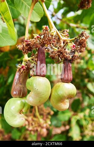 Nahaufnahme von Cashew-Früchten, die an Cashew-Ästen hängen, gesehen auf einer Bauernplantage auf Cuyo Island, Palawan Province, Philippinen Stockfoto