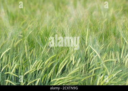 Hintergrund junge grüne Gerste mit langen Stacheletts wächst Sommer auf Ein landwirtschaftliches Feld Stockfoto