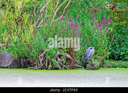Ardea cinerea auf einem Felsen auf einer Insel im Figgate Park Edinburgh, Schottland, Großbritannien Stockfoto