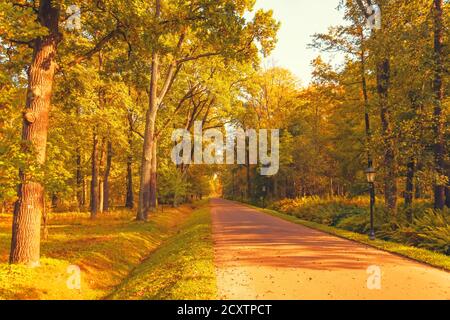 Eichenallee mit einem Wanderweg im Park auf Ein sonniger Herbsttag Stockfoto